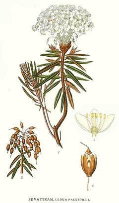 Ledum palustre Wild Rosemary,  Marsh Labrador tea