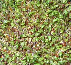 Lepidium sativum Cress, Gardencress pepperweed