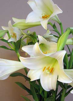 Lilium longiflorum White Trumpet Lily, Easter lily, Trumpet Lily