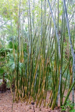 Bambusa chungii Clumping Bamboo, white bamboo, tropical blue bamboo