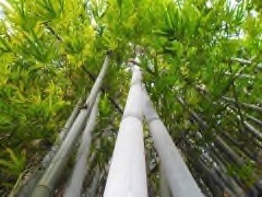 Lingnania chungii Clumping Bamboo, white bamboo, tropical blue bamboo