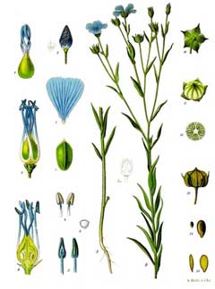Linum usitatissimum Flax, Common flax
