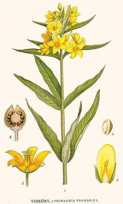 Lysimachia vulgaris Yellow Loosestrife, Garden yellow loosestrife
