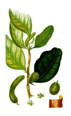 Maclura tinctoria Fustic Tree