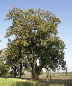 Bassia latifolia Butter Tree. Mahua, Illipe