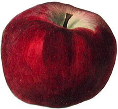 Malus domestica Apple