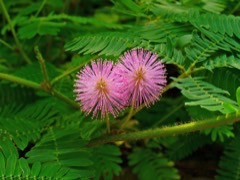 Mimosa pudica Morivivir, Sensitive Plant