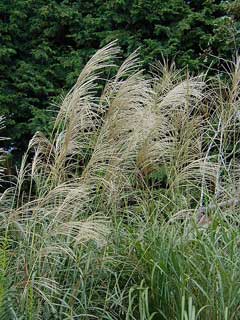 Miscanthus sinensis Eulalia, Chinese silvergrass, Silver Feather, Eulalia Grass, Japanese Silver Grass, Ornamental Grass