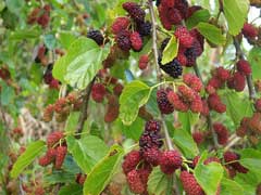 Morus alba White Mulberry, Common Mulberry,