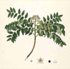 Murraya koenigii Curry tree, Curry leaf tree