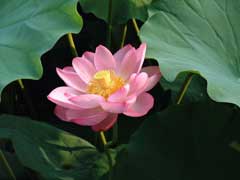 Nelumbo nucifera Sacred Water Lotus, Sacred lotus
