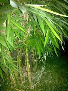 Ochlandra spp. Elephant grass, Clumping Bamboo