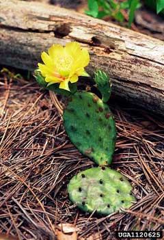 Opuntia compressa Eastern Prickly Pear, Prickly Pear Cactus
