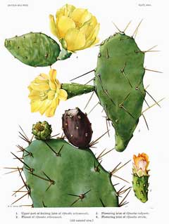 What are the characteristics of a prickly pear?