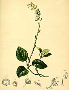 Orthilia secunda Sidebells Wintergreen