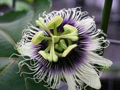 Passiflora edulis Passion Flower, Purple granadilla