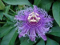 Passiflora incarnata Maypops - Passion Flower, Purple passionflower, Apricot Vine, Maypop, Wild Passion Flower, Purple Pa