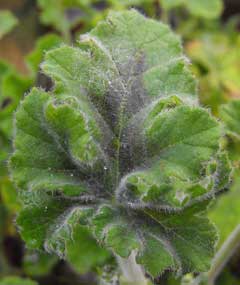 Pelargonium tomentosum Peppermint Geranium