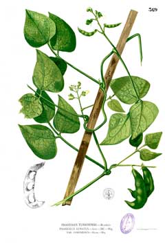 Phaseolus lunatus Lima Bean, Sieva bean