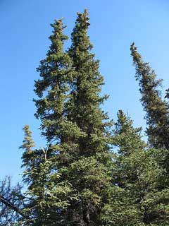 Picea glauca White Spruce, Black Hills Spruce, Canadian Spruce