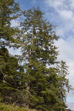 Picea Sitchensis