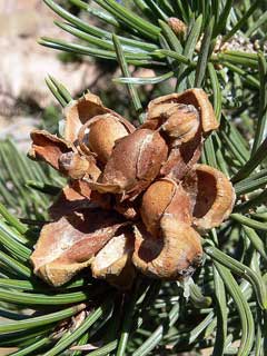 Pinus edulis Rocky Mountain Piñon, Twoneedle pinyon, Nut Pine, Pinyon Pine, Rocky Mountain Pinyon Pine, Singlelea