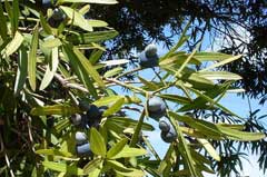 Podocarpus elatus Australian Plum