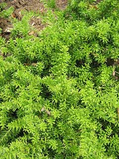 Podocarpus nivalis Alpine Totara