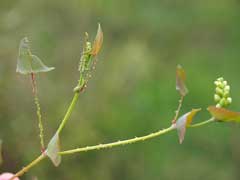 Persicaria perfoliata Asiatic tearthumb