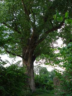 Populus nigra Black Poplar, Lombardy poplar