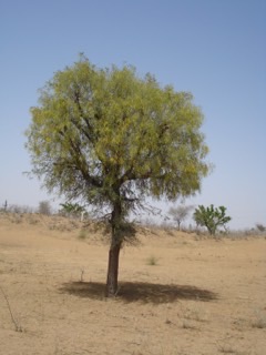 Prosopis cineraria Jandi, Ghaf