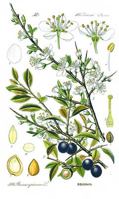 Prunus spinosa Sloe - Blackthorn