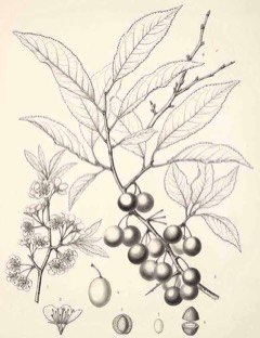 Prunus alleghaniensis Allegheny Plum, 	Davis