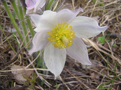Anemone patens Pasque Flower, Eastern pasqueflower, Cutleaf anemone
