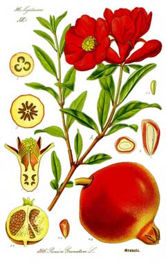 Punica granatum Pomegranate,  Dwarf Pomegranate