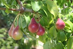 Pyrus communis Wild Pear, Common pear