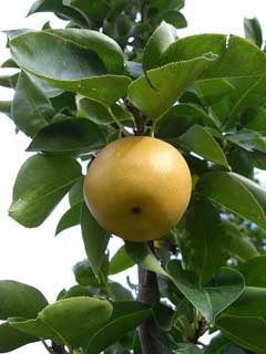 Pyrus pyrifolia Sand Pear, Chinese pear