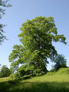 Quercus cerris Turkey Oak, European turkey oak
