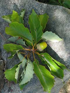 Quercus prinus Rock Chestnut Oak