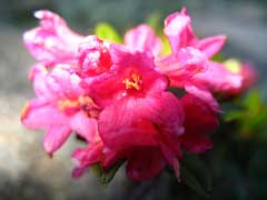 Rhododendron ferrugineum Alpenrose