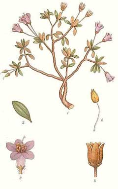 Rhododendron lapponicum Lapland Rosebay