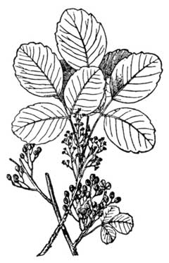 Toxicodendron Western Poison Oak, Pacific poison oak