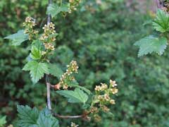 Ribes glaciale 
