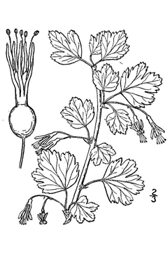 Ribes rotundifolium Appalachian Gooseberry