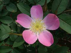 Rosa glauca Red-Leafed Rose