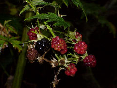 Rubus laciniatus Oregon Cut-Leaf Blackberry, Cutleaf blackberry