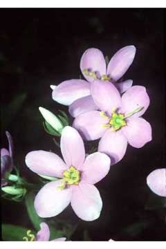 Sabatia angularis Bitter Bloom, Rosepink