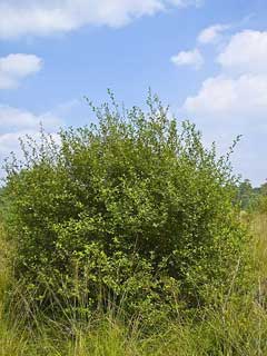 Salix aurita Eared Sallow