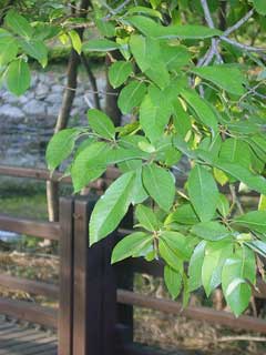 Salix Chaenomeloides