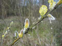 Salix viminalis Osier. Basket Willow